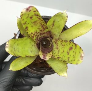 Neoregelia Smithii x Blueberry Muffin