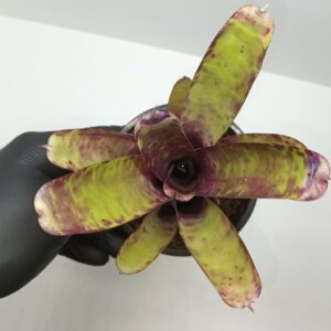 Neoregelia Smithii