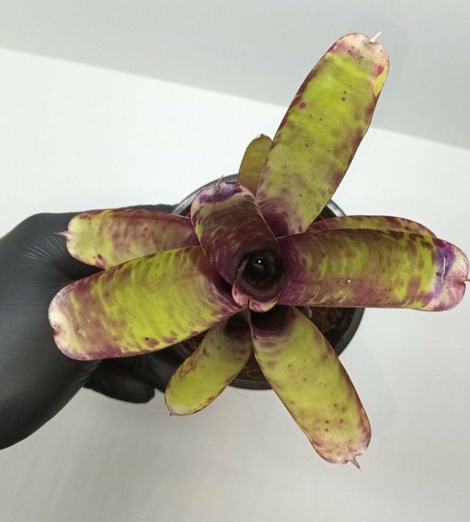Neoregelia Smithii