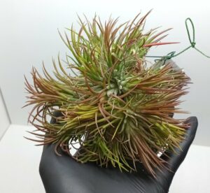 Tillandsia ionantha var.fuego Bola XL