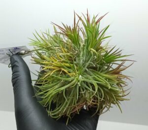 Tillandsia ionantha var.fuego Bola L