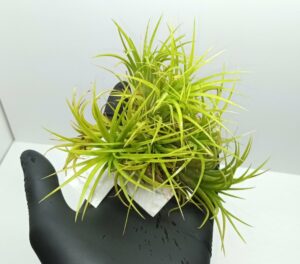 Tillandsia ionantha Druid clumb