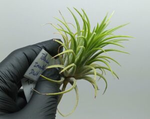 Tillandsia ionantha Druid