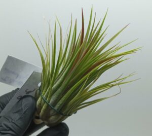 Tillandsia ionantha var. ionantha L