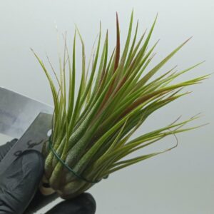 Tillandsia ionantha var. ionantha L