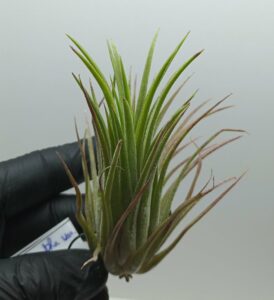 Tillandsia ionantha var. Rubra L