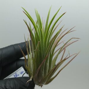 Tillandsia ionantha var. Rubra L
