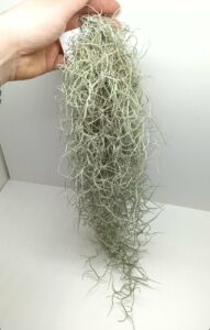 Tillandsia usneoides