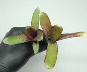 Neoregelia roethii