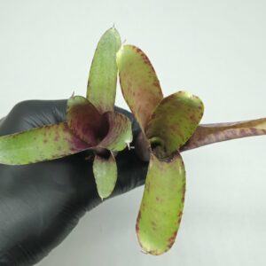 Neoregelia roethii