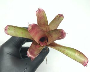 Neoregelia Smithii