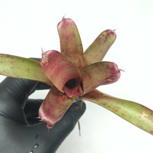 Neoregelia Smithii