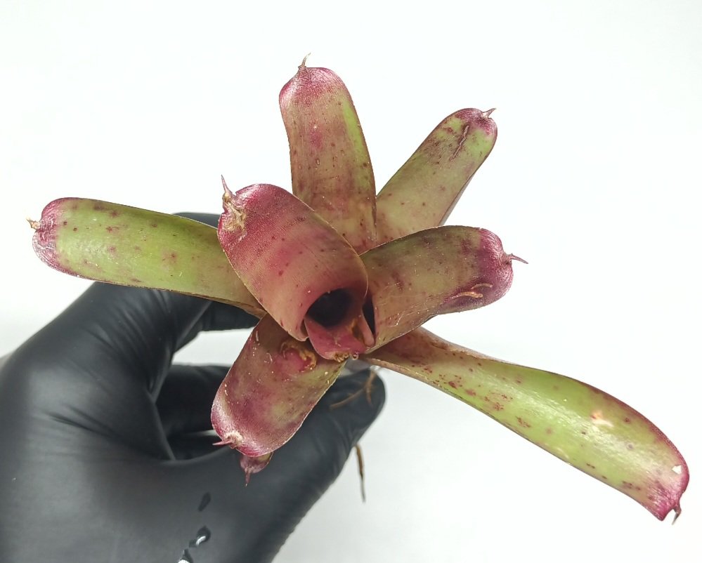 Neoregelia Smithii