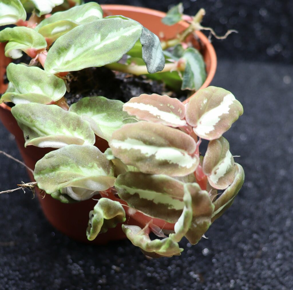 Elatostema repens "velvet twilight" (bouture racinée)