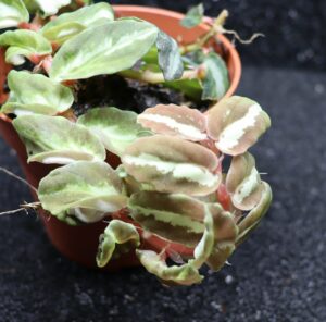 Elatostema repens "velvet twilight" (bouture racinée)