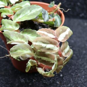 Elatostema repens "velvet twilight" (bouture racinée)