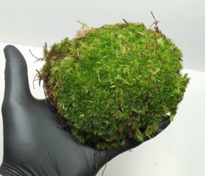 Mousse de Forêt vivante (Leucobryum glaucum)