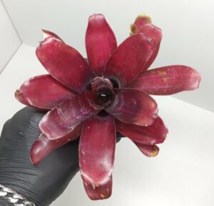 Neoregelia Iris