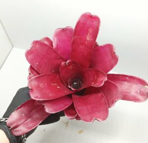 Neoregelia Bob & Grace