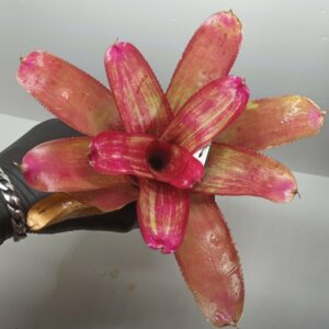 Neoregelia Rio Grande