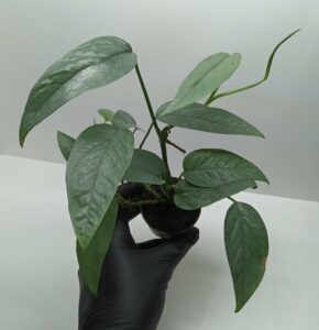 Epipremnum pinnatum cebu blue