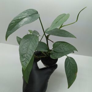 Epipremnum pinnatum cebu blue