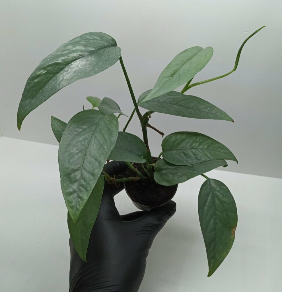 Epipremnum pinnatum cebu blue