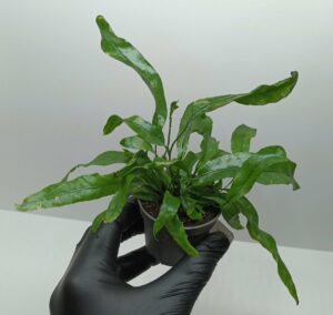Microsorum pteropus