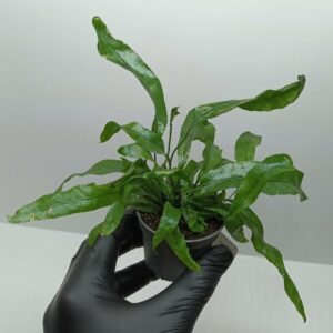 Microsorum pteropus