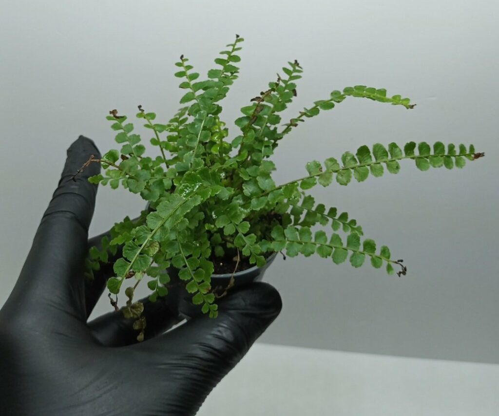 Nephrolepis exaltata