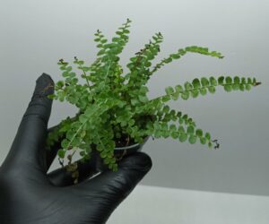 Nephrolepis exaltata