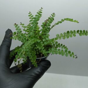 Nephrolepis exaltata