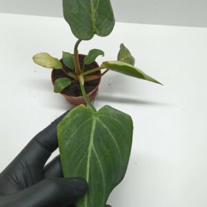 Philodendron sp.
