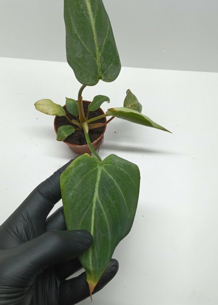 Philodendron sp.
