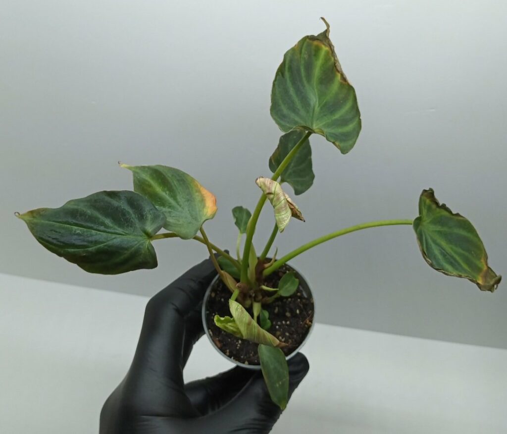 Philodendron sp.