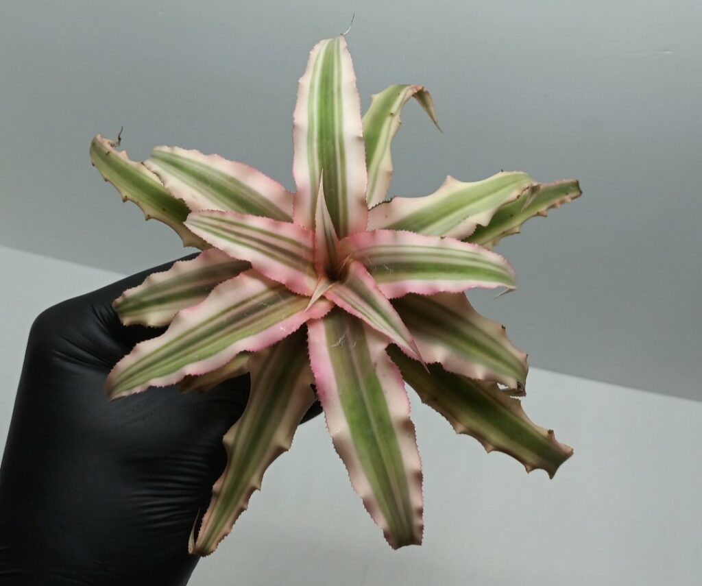 Cryptanthus Pink star