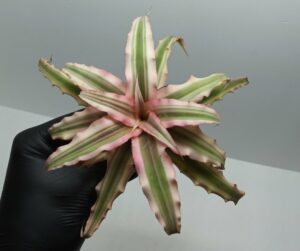 Cryptanthus Pink star
