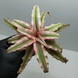 Cryptanthus Pink star