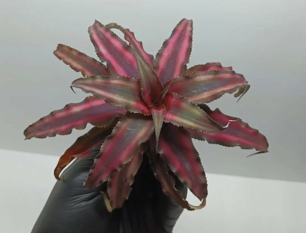 Cryptanthus Ruby