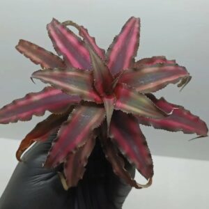 Cryptanthus Ruby