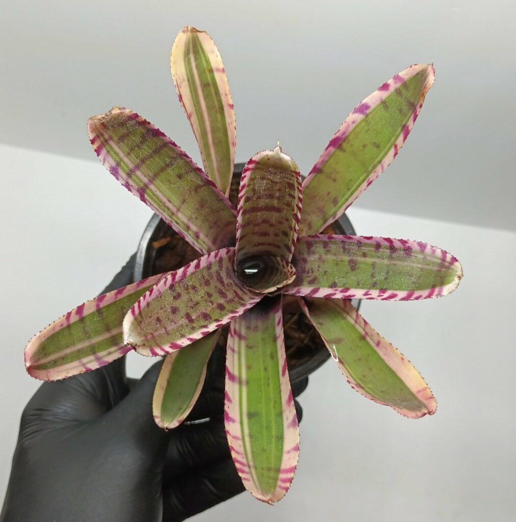 Neoregelia Advengrade