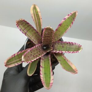 Neoregelia Advengrade