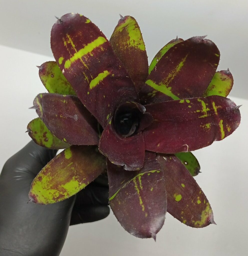 Neoregelia Deep purple