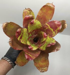 Neoregelia DOAE