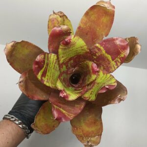 Neoregelia DOAE