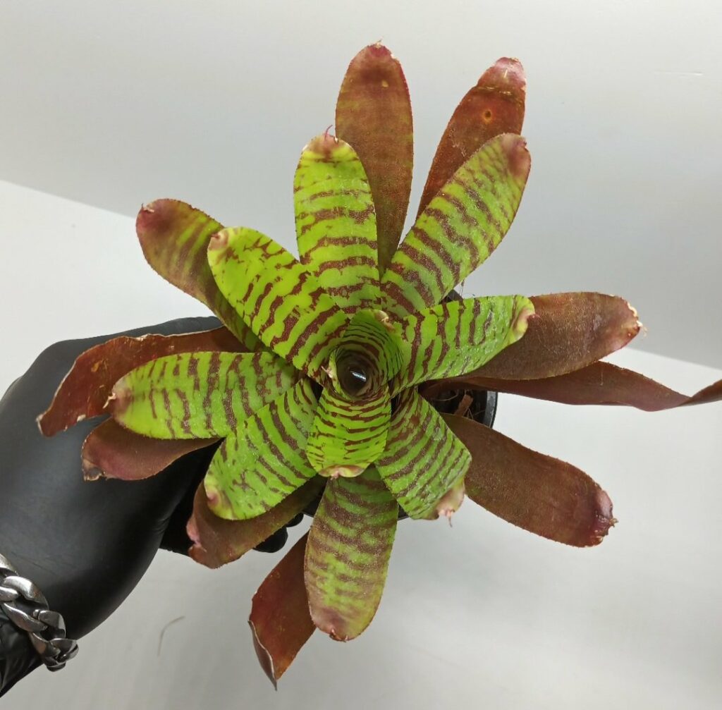 Neoregelia Fever Pitch