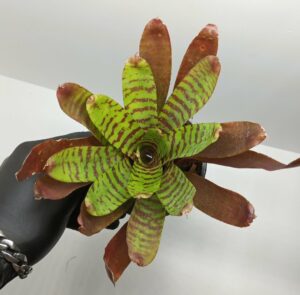 Neoregelia Fever Pitch