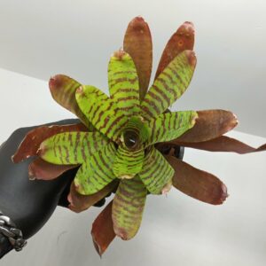 Neoregelia Fever Pitch