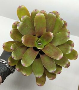 Neoregelia Flirtation