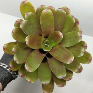 Neoregelia Flirtation
